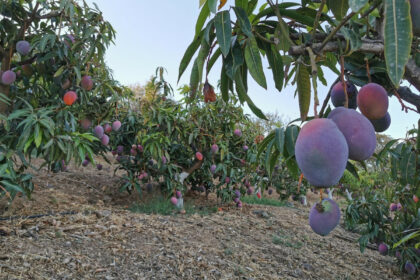 63e51f60becebf479faf4ecf0b363d0b - 45