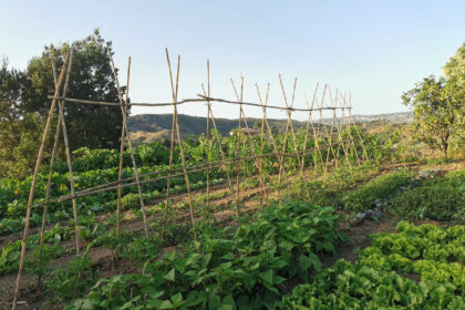 63e51f60becebf479faf4ecf0b363d0b - 46