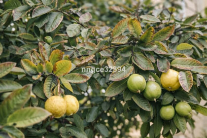 83dd2920b3e9f8f606805634de240fd0 - 15