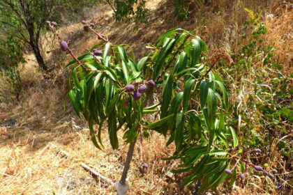 9290807d17f2b952997ae9be38671745 - 32