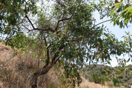 9290807d17f2b952997ae9be38671745 - 33