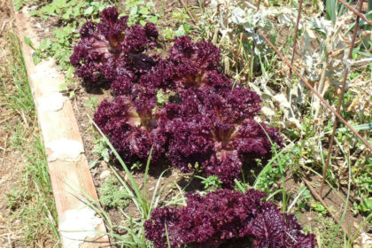 9290807d17f2b952997ae9be38671745 - 37