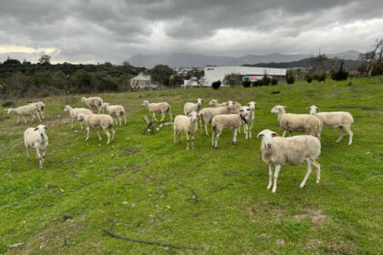 a76853c83dbc181a91ddce66b0f44849 - 20