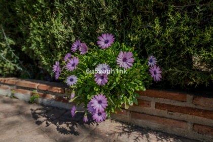 b11e0a399219862ac22c05e35674797e - 21