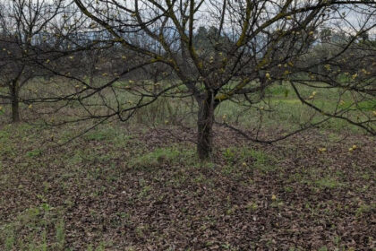 d99ced1bc2bb735a425d039d0b737208 - 27