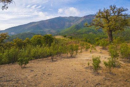 0d0e2ddf02e531b4c32baa5ae4fbe6c0 - 3