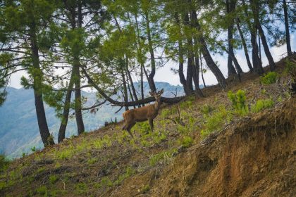 0d0e2ddf02e531b4c32baa5ae4fbe6c0 - 9