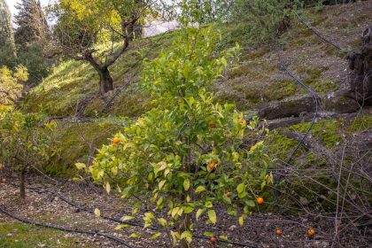 223b264b7e6a2a673f56a1b47c059450 - 65