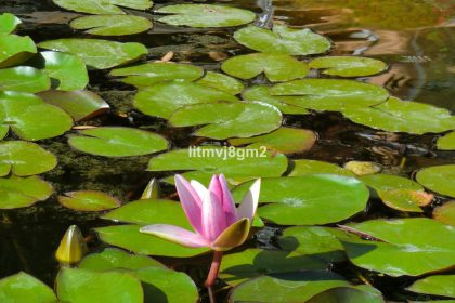 291a1565227f4c0de659ddd82077f454 - 40