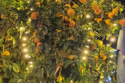 29dffd8a880db2d2279ecf81b8e854cd - 27