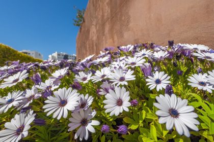 620aeebd71d197c27e06c3c0929bde00 - 36