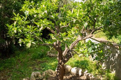 8b0a1b1755f8da3b02b0f2d9161f283c - 6