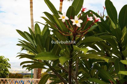 9c1264ce2443433fb1cb4dab2d735a3e - 38