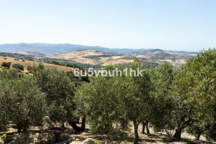 f3d183d5105f21350208f361fbdf76e7 - 33